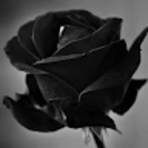 Meet your Posher, Desirae